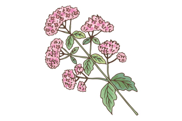 Valeriana Plant: A Designer's Review for Embroidery